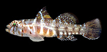 Image of Eviota asymbasia (Inconsistent dwarfgoby)