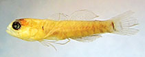 Image of Eviota bilunula (Crescent dwarfgoby)