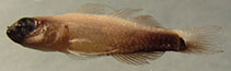 Image of Eviota brahmi (Brahm’s dwarfgoby)