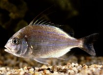 Image of Evynnis cardinalis (Threadfin porgy)