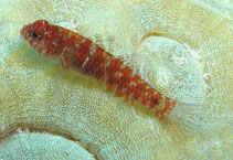 Image of Eviota distigma (Twospot dwarfgoby)