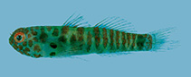 Image of Eviota disrupta (Brokenbar dwarfgoby)