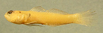 Image of Eviota fallax (Twin Dwarfgoby)