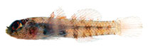 Image of Eviota filamentosa (Threadfin dwarfgoby)