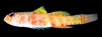 Image of Eviota flavipinnata (Yellowfin dwarfgoby)