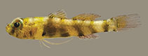 Image of Eviota geminata (Geminate dwarfgoby)