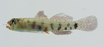 Image of Eviota hinanoae (Hinano’s dwarfgoby)