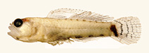 Image of Eviota imitata (Imitator dwarfgoby)