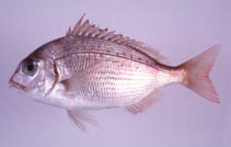 Image of Evynnis tumifrons (Yellowback seabream)