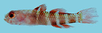 Image of Eviota jewettae (Jewett’s dwarfgoby)