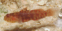 Image of Eviota korechika (Korechika\