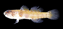 Image of Eviota lacrimae (Teared dwarfgoby)