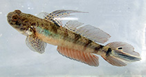 Image of Evorthodus lyricus (Lyre goby)