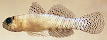 Image of Eviota maculosa (Polkadot dwarfgoby)