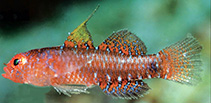 Image of Eviota marteynae (Red star-eye dwarfgoby)