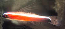 Image of Eviota brahmi (Brahm’s dwarfgoby)