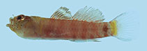 Image of Eviota occasa (Sunset dwarfgoby)