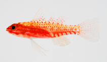 Image of Eviota pellucida (Transparent dwarfgoby)