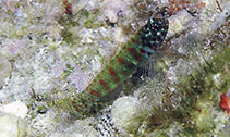 Image of Eviota queenslandica (Queensland dwarfgoby)