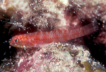 Image of Eviota rubra (Red dwarfgoby)