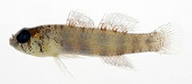 Image of Eviota specca (Dusted dwarfgoby)