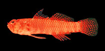 Image of Sueviota pyrios (Fiery dwarfgoby)