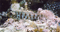 Image of Eviota zonura (Zoned dwarfgoby)