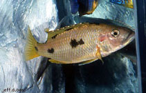 Image of Exochochromis anagenys (Threespot torpedo)