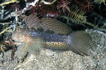 Image of Exyrias belissimus (Mud reef-goby)