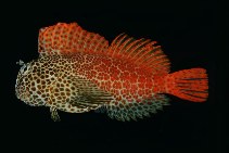 Image of Exallias brevis (Leopard blenny)