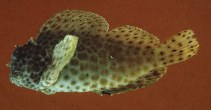 Image of Exallias brevis (Leopard blenny)