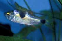 Image of Exodon paradoxus (Bucktooth tetra)