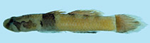 Image of Feia ranta (Ranta Goby)