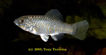 Image of Floridichthys carpio (Goldspotted killifish)