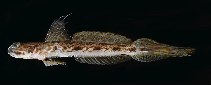 Image of Tomiyamichthys tanyspilus (Longspot shrimpgoby)