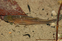 Image of Forbesichthys agassizii (Spring cavefish)