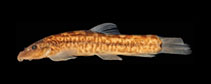 Image of Formosania fasciolata 