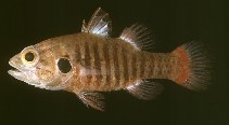 Image of Fowleria marmorata (Marbled cardinalfish)