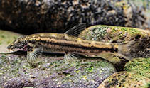Image of Formosania tangi 