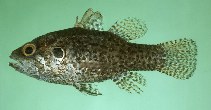 Image of Fowleria variegata (Variegated cardinalfish)