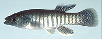 Image of Fundulus grandis (Gulf killifish)