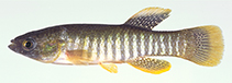 Image of Fundulus grandis (Gulf killifish)