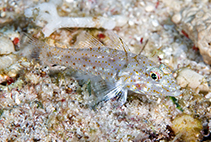 Image of Fusigobius gracilis (Slender sandgoby)