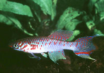 Image of Fundulopanchax rubrolabialis 