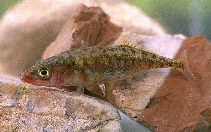 Image of Gasterosteus aculeatus (Three-spined stickleback)