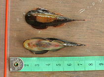 Image of Gastromyzon borneensis 