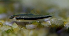 Image of Ceratogarra cambodgiensis (Stonelapping minnow)