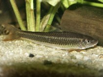 Image of Ceratogarra cambodgiensis (Stonelapping minnow)