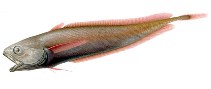 Image of Gadella edelmanni 