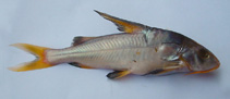 Image of Gagata gagata (Gangetic gagata)